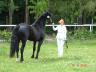Mezinárodní výstava Welsh pony a cob v pardubicích 2010