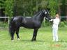 Mezinárodní výstava Welsh pony a cob v pardubicích 2010