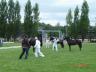 Mezinárodní výstava Welsh pony a cob v pardubicích 2010